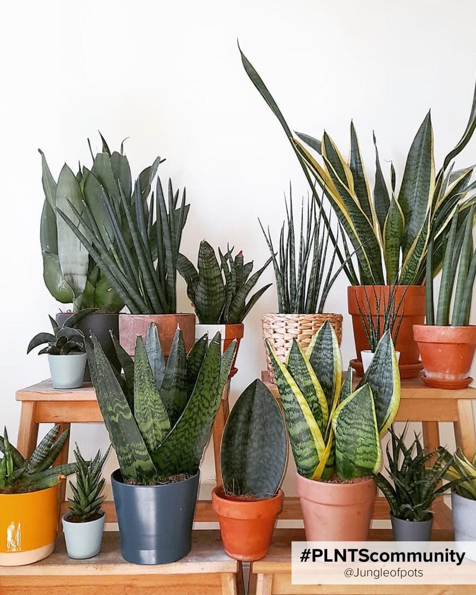 Sansevieria Futura Superba Snake Plant