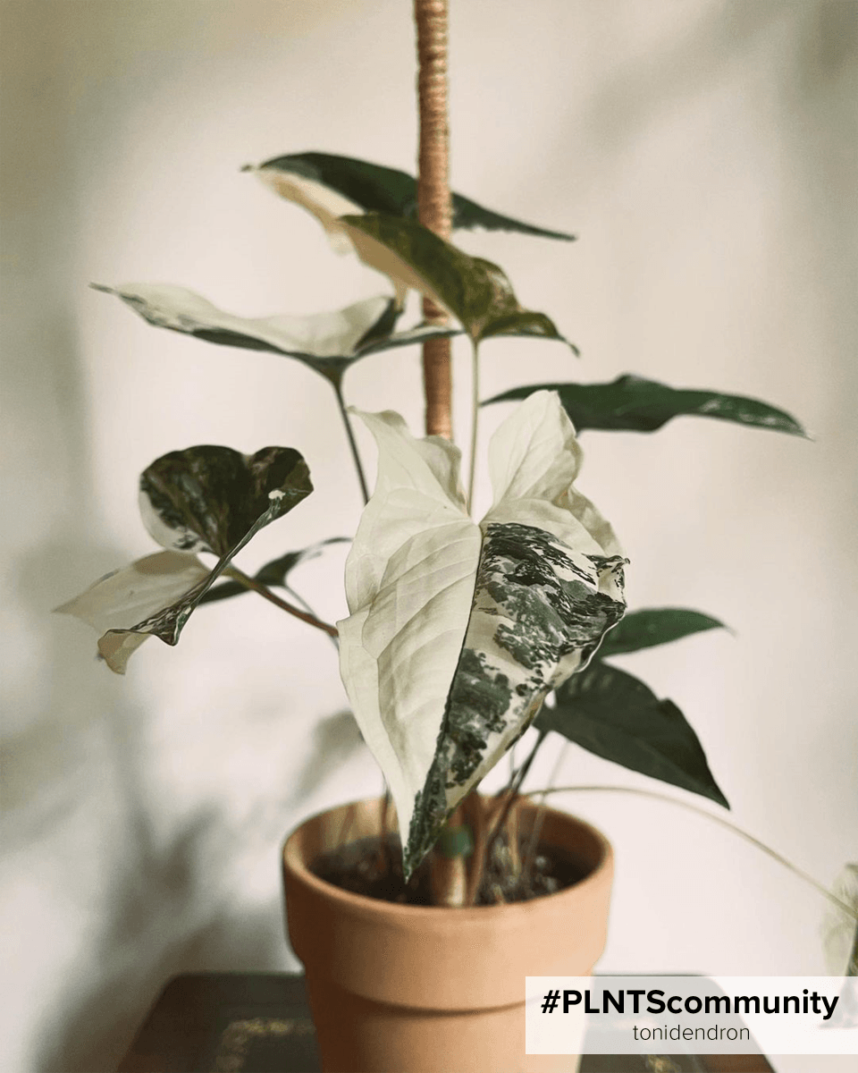 Syngonium Albo Variegata