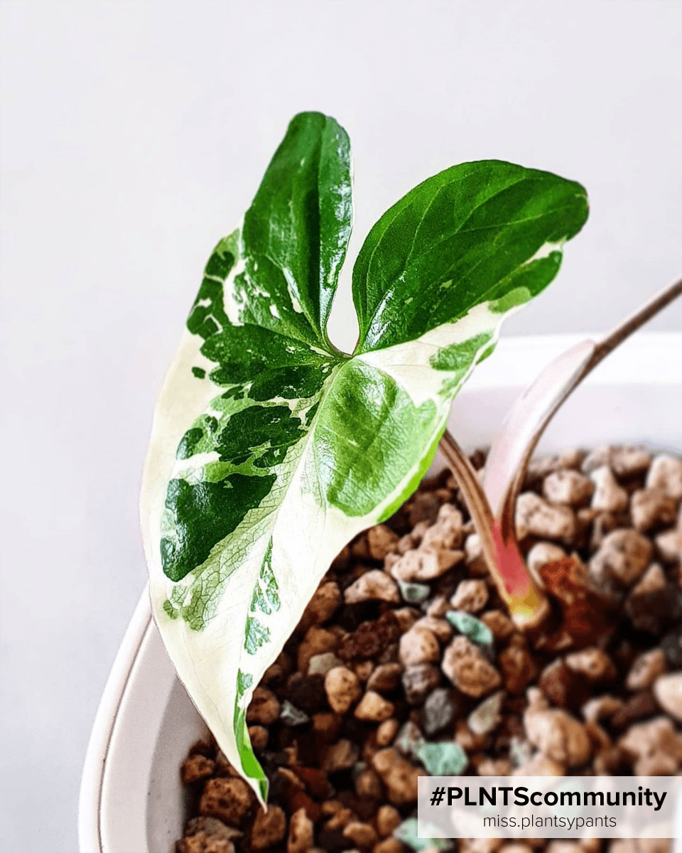 Syngonium Albo Variegata