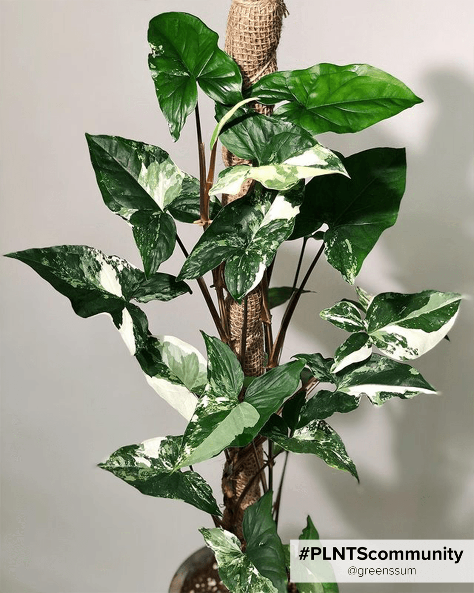 Syngonium Albo Variegata