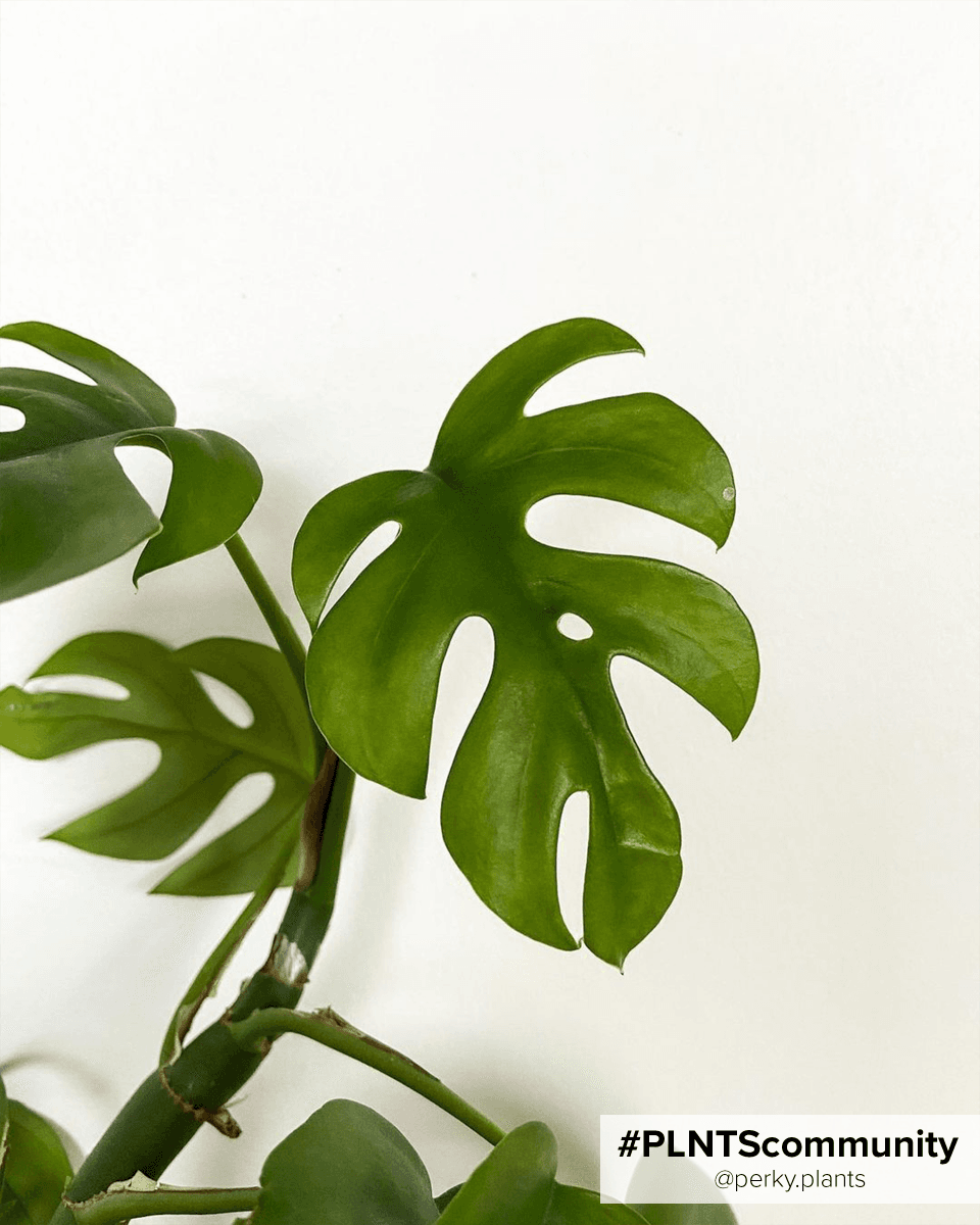 Rhaphidophora Tetrasperma Mini Monstera