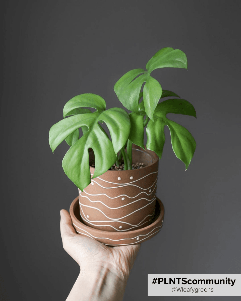 Rhaphidophora Tetrasperma Mini Monstera