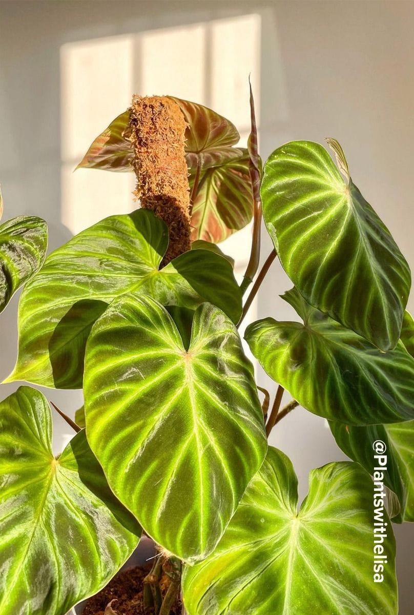 Philodendron Verrucosum