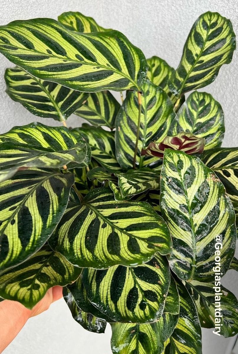 Calathea Peacock plant Makoyana