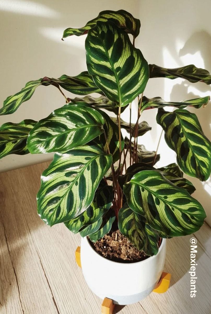 Calathea Peacock plant Makoyana