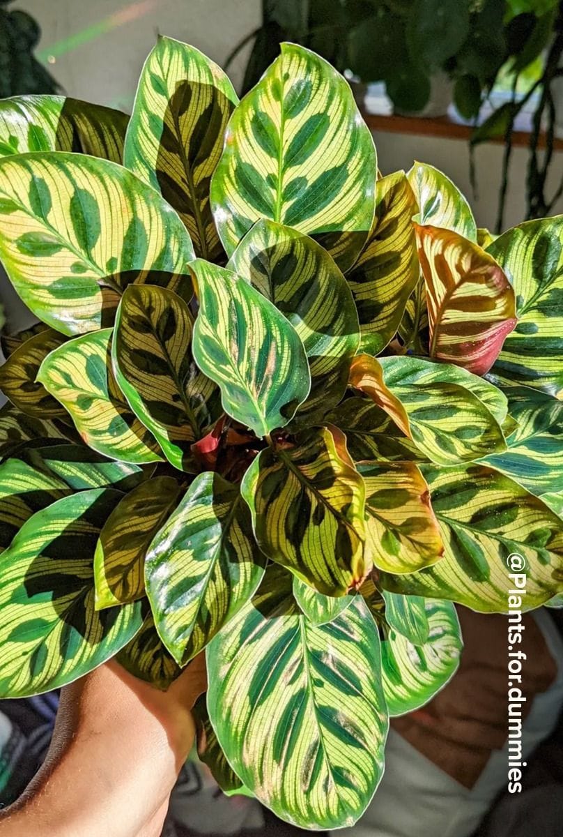 Calathea Peacock plant Makoyana