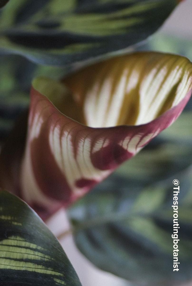 Calathea Peacock plant Makoyana