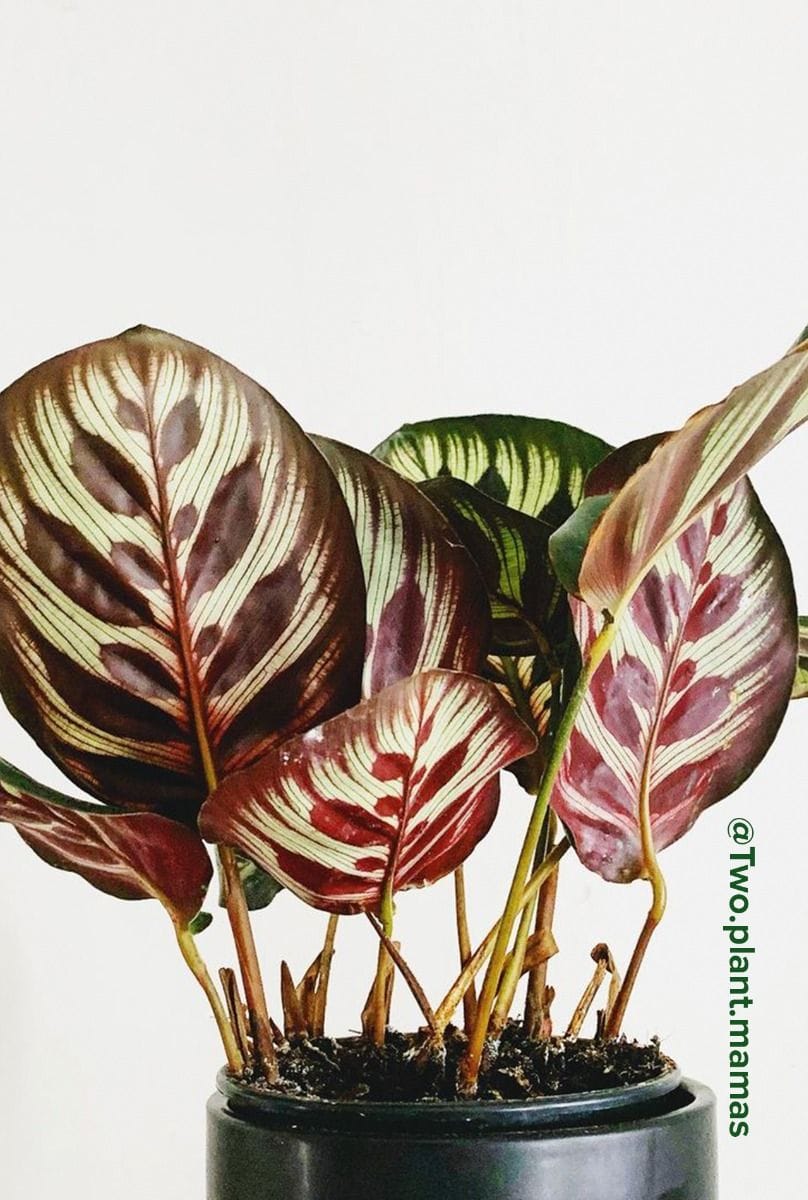 Calathea Peacock plant Makoyana