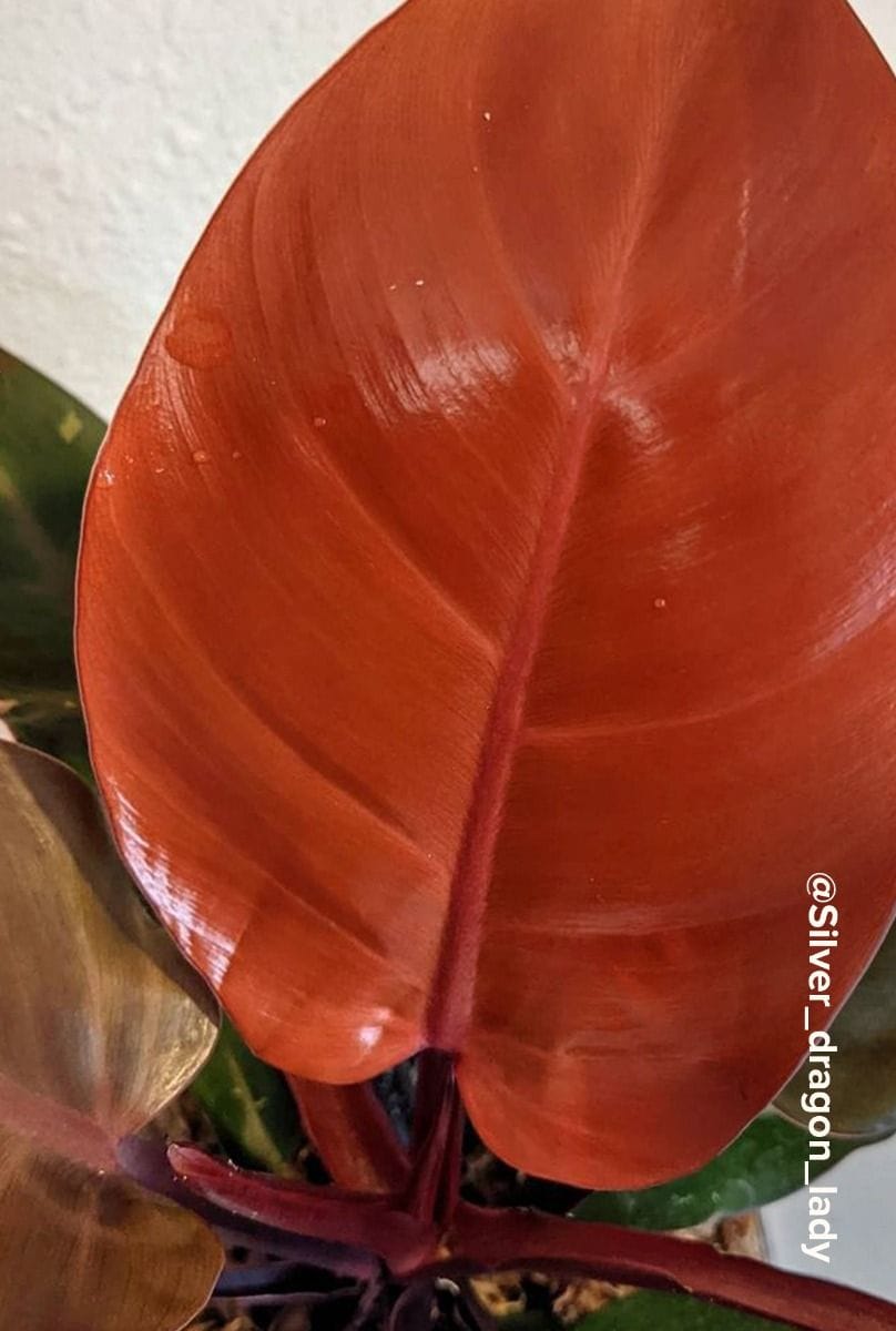 Philodendron McColley's Finale