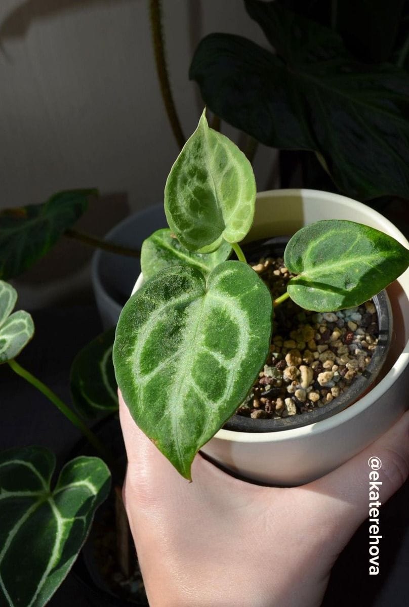 Bebé Anthurium Flamingo flowers Silver Blush