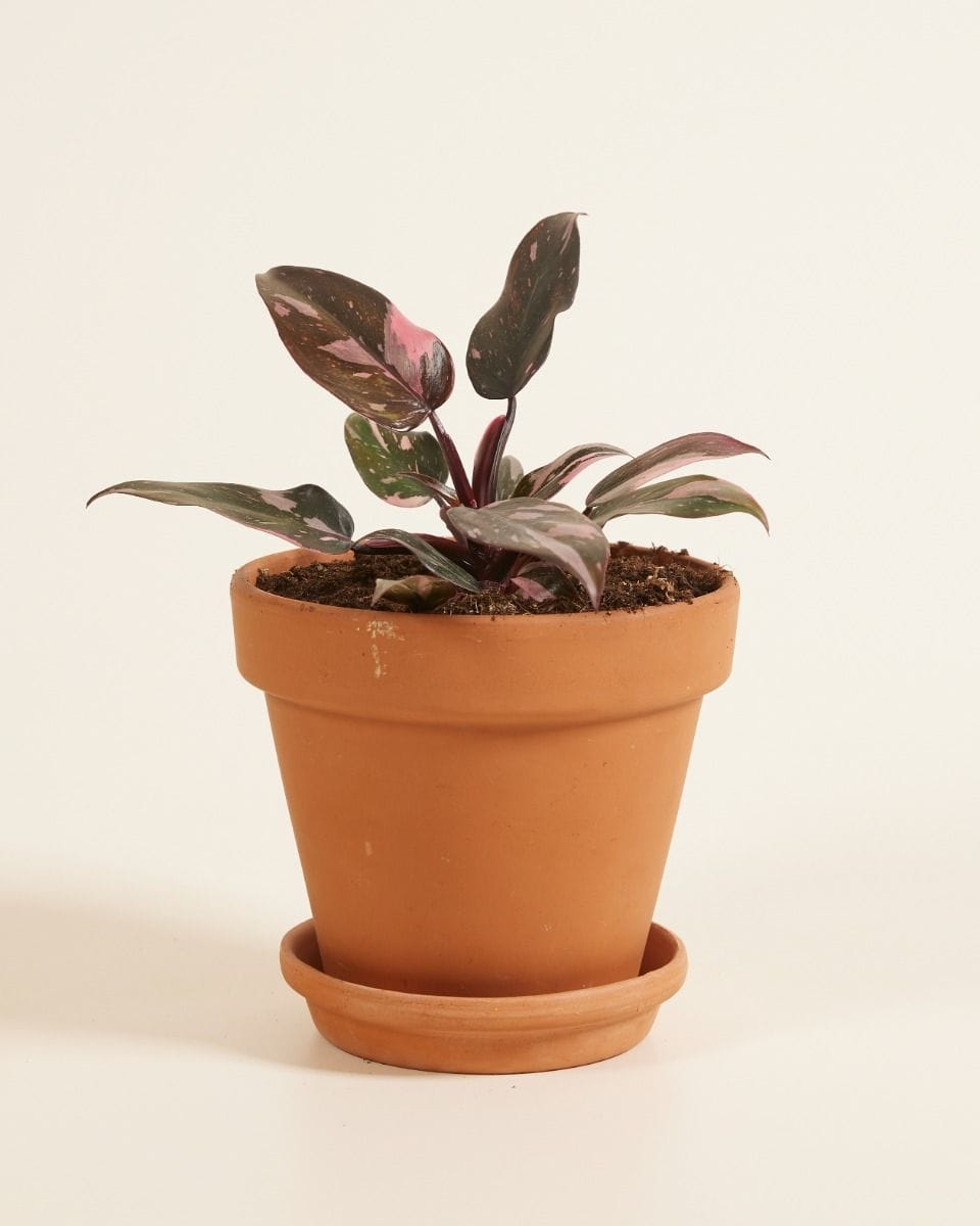 Philodendron Pink Princess