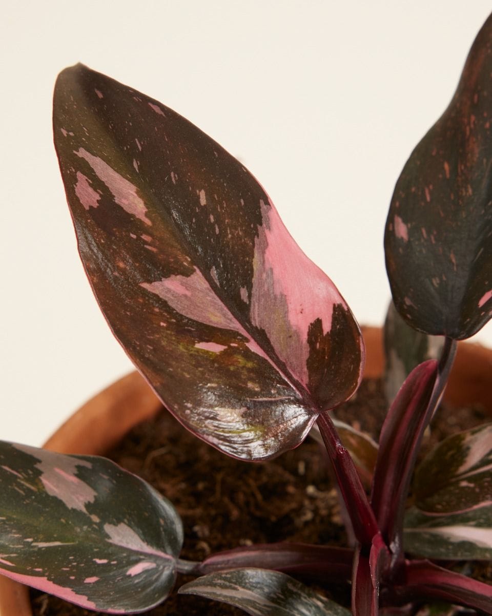 Philodendron Pink Princess