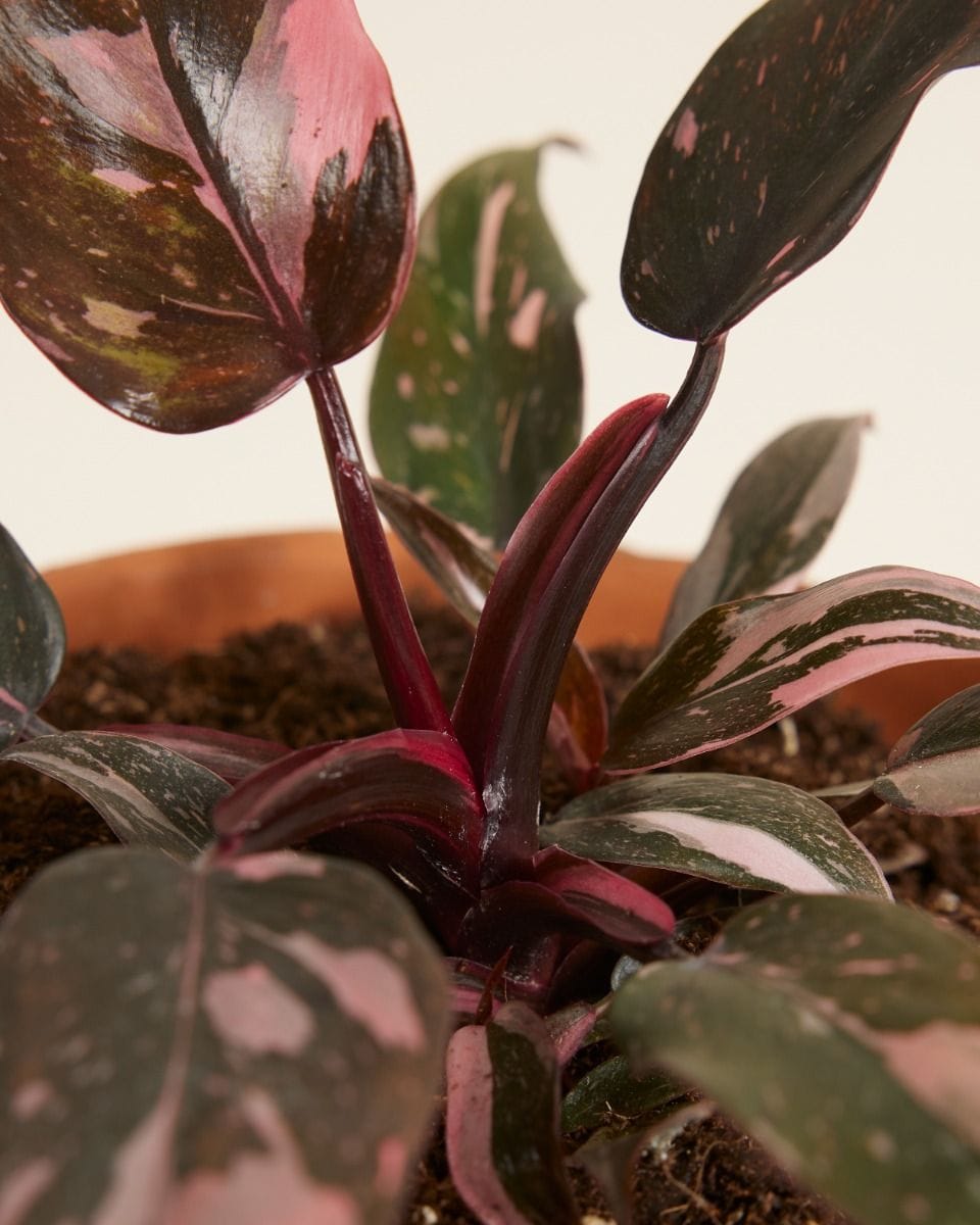 Philodendron Pink Princess