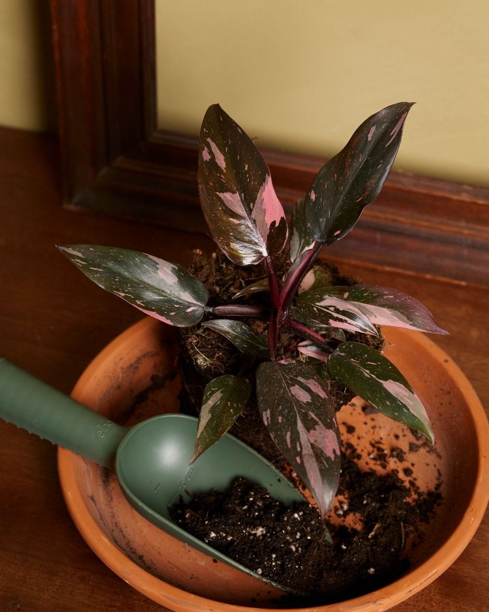 Philodendron Pink Princess