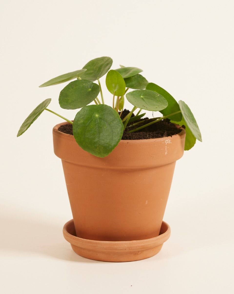 Pilea Peperomioides Pancake plant Chinese Money Plant