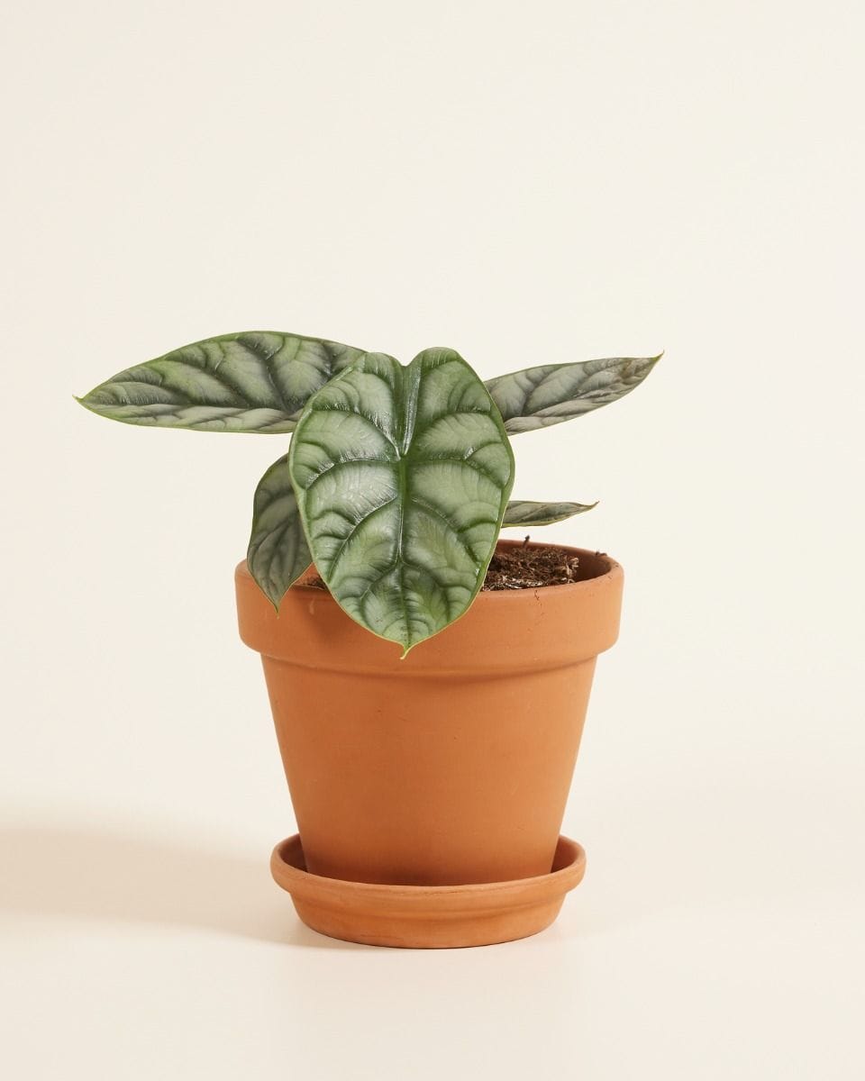 Alocasia Baginda Silver Dragon
