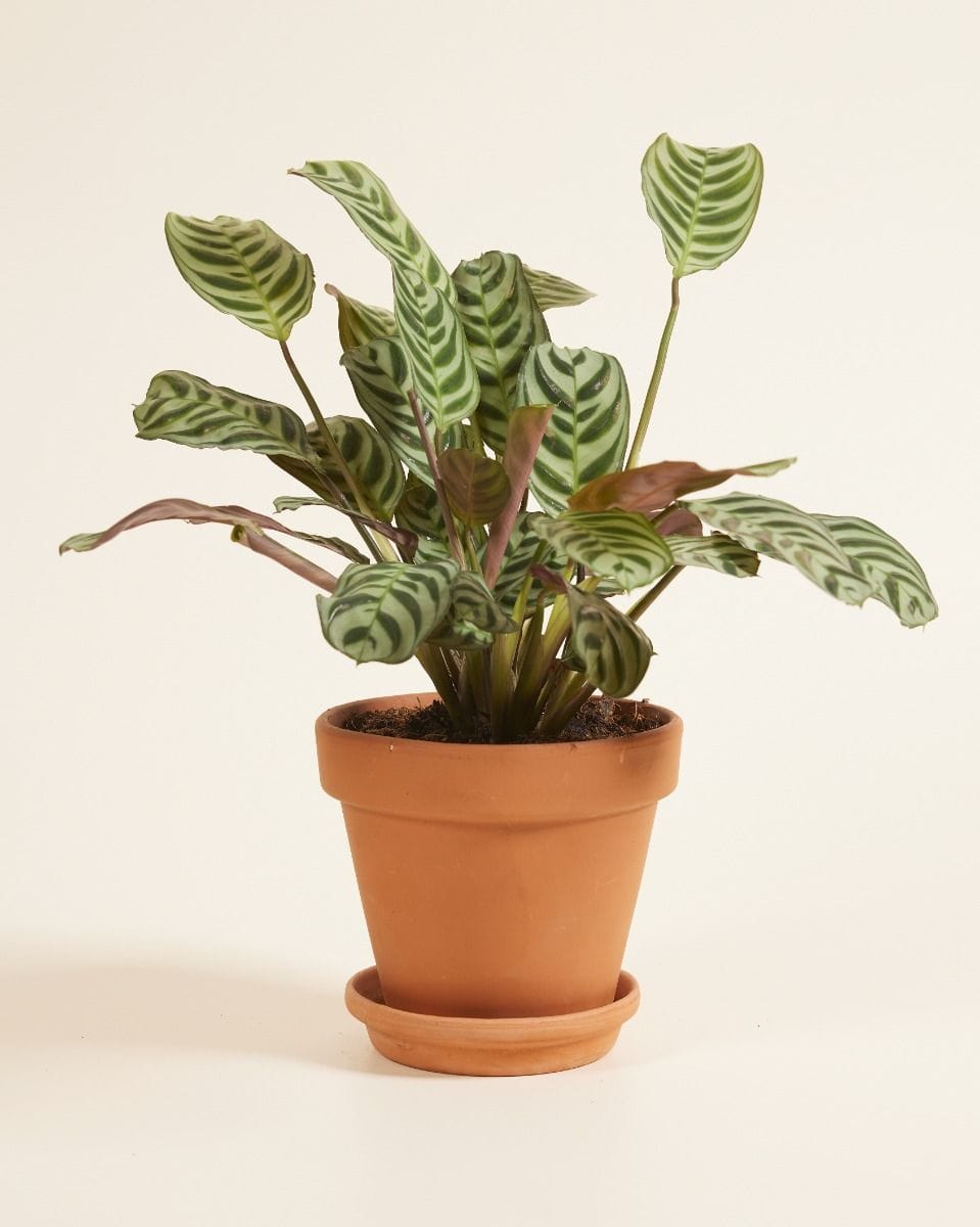 Ctenanthe Burle Marxii