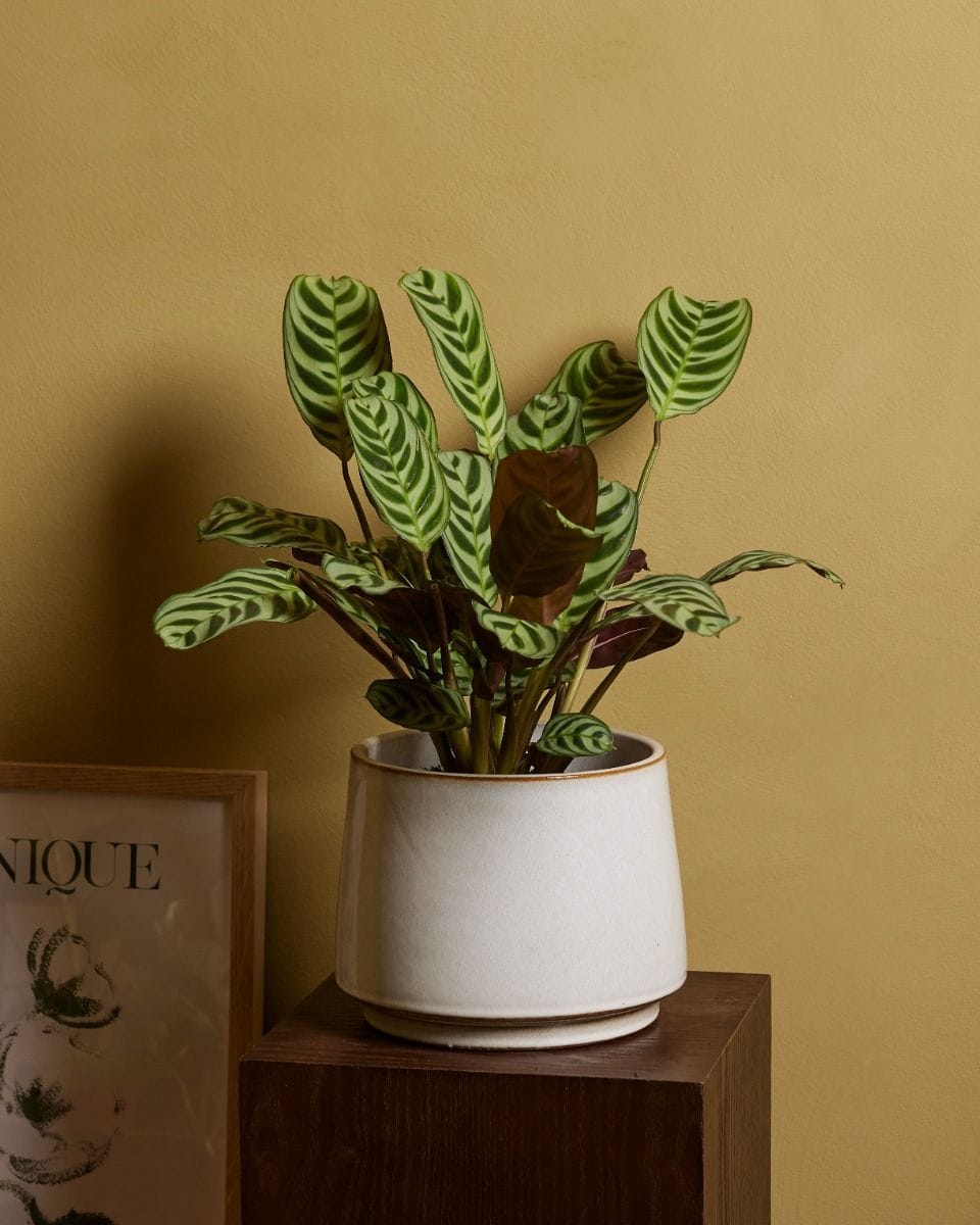 Ctenanthe Burle Marxii