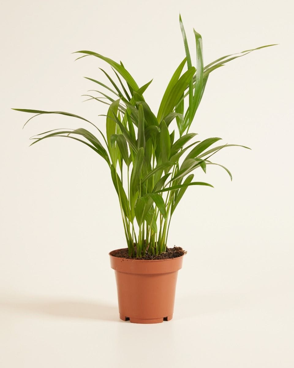 Dypsis Golden Cane Palm Lutescens