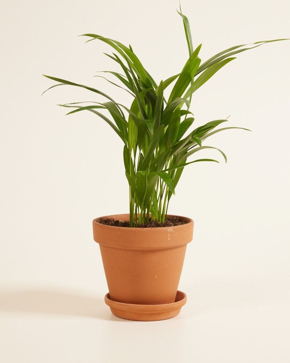 Dypsis Golden Cane Palm Lutescens