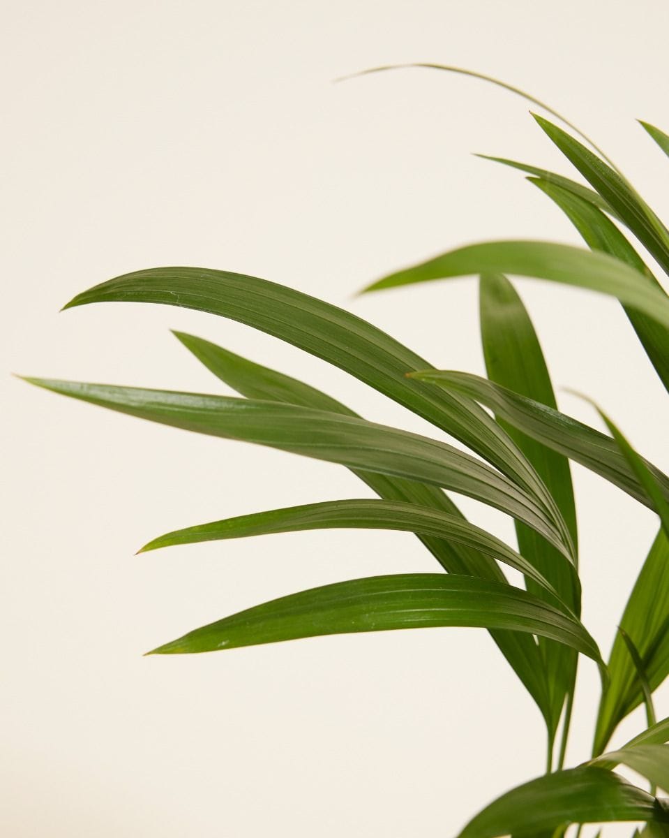 Dypsis Golden Cane Palm Lutescens