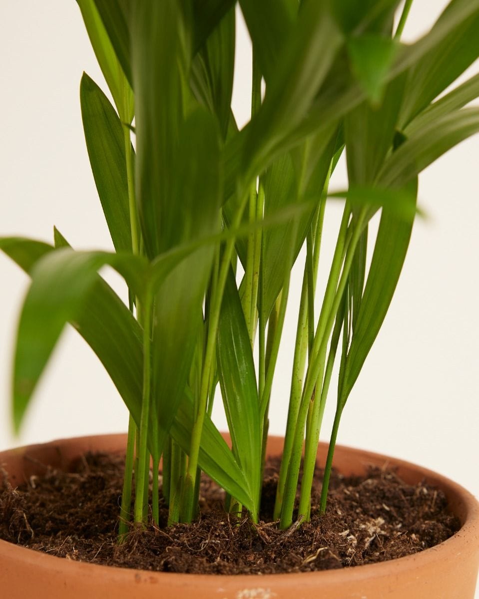 Dypsis Golden Cane Palm Lutescens