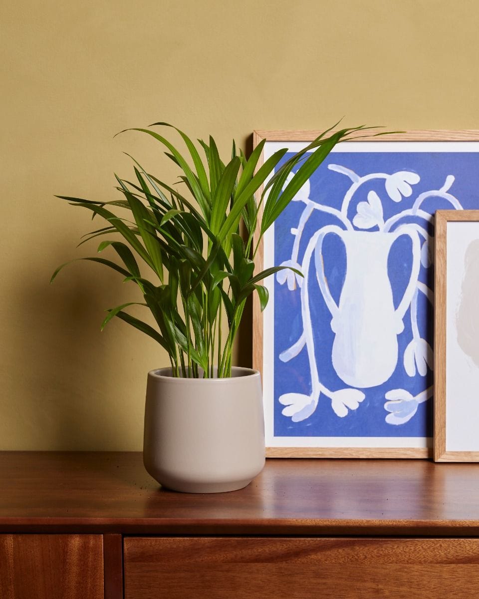 Dypsis Golden Cane Palm Lutescens