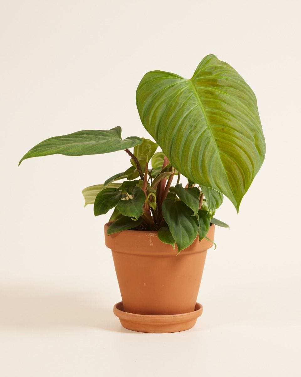 Philodendron Fuzzy Petiole
