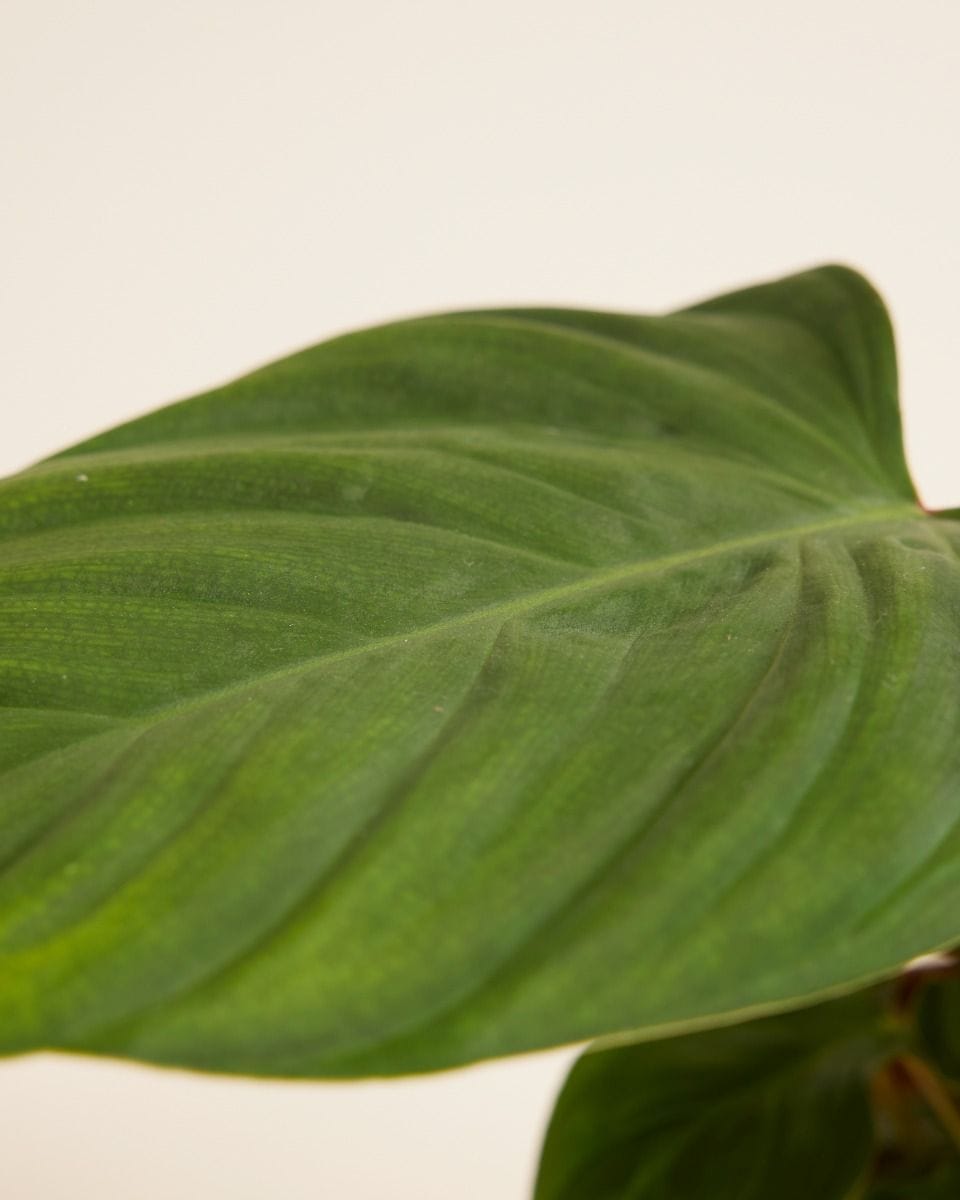 Philodendron Fuzzy Petiole