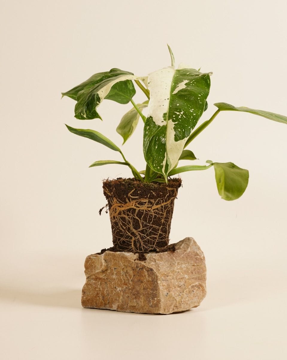 Philodendron Jose Buono