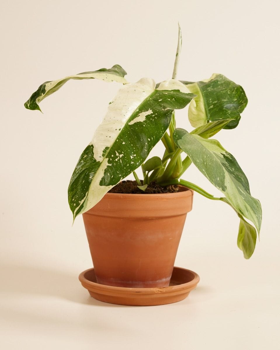 Philodendron Jose Buono