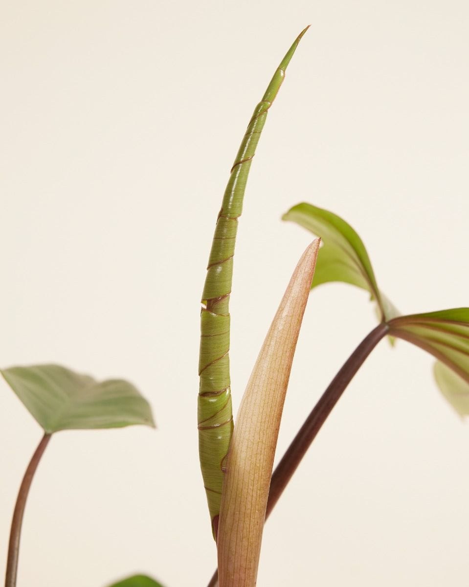 Philodendron Mayoi