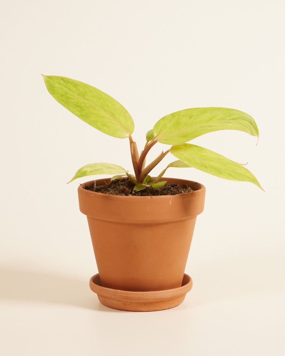 Philodendron Painted Lady