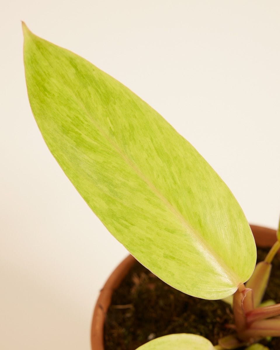 Philodendron Painted Lady