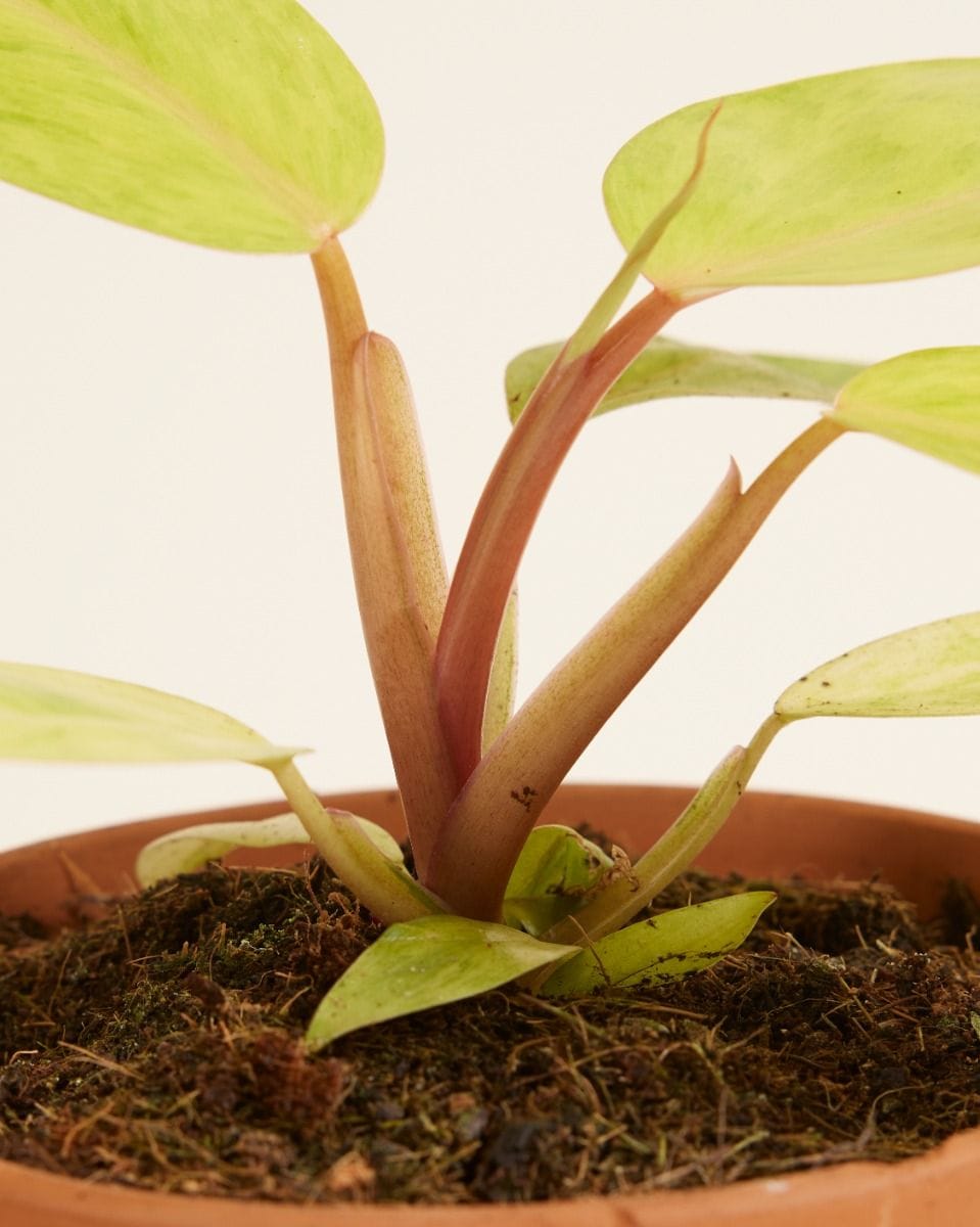 Philodendron Painted Lady