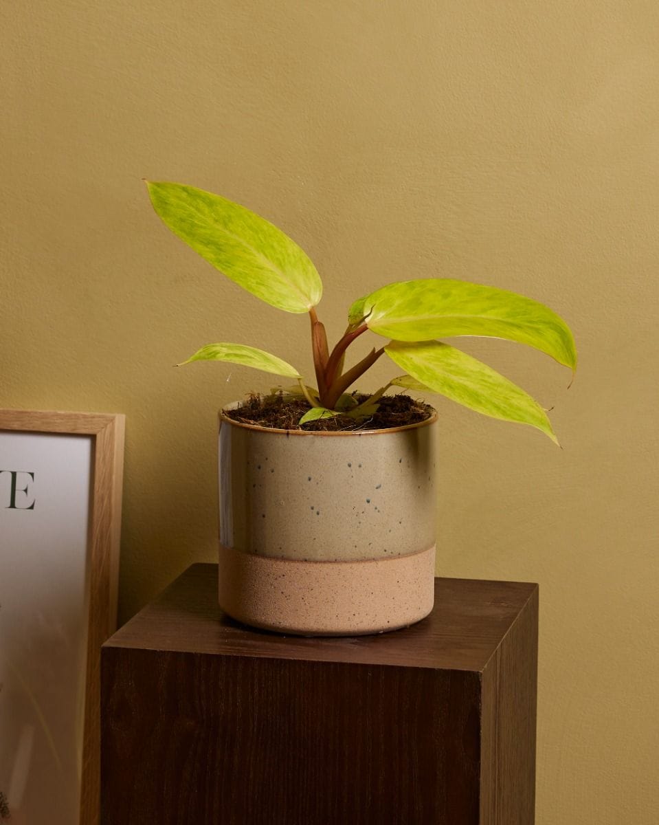 Philodendron Painted Lady