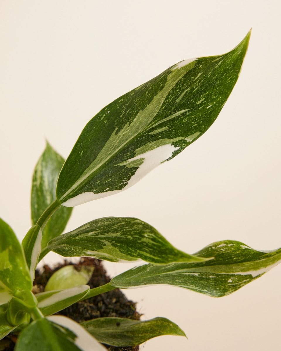 Philodendron White Wizard