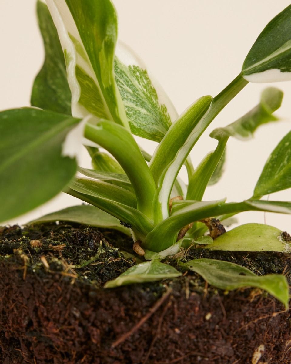 Philodendron White Wizard