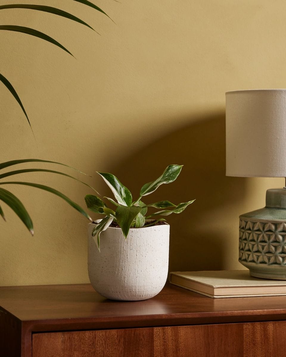 Philodendron White Wizard