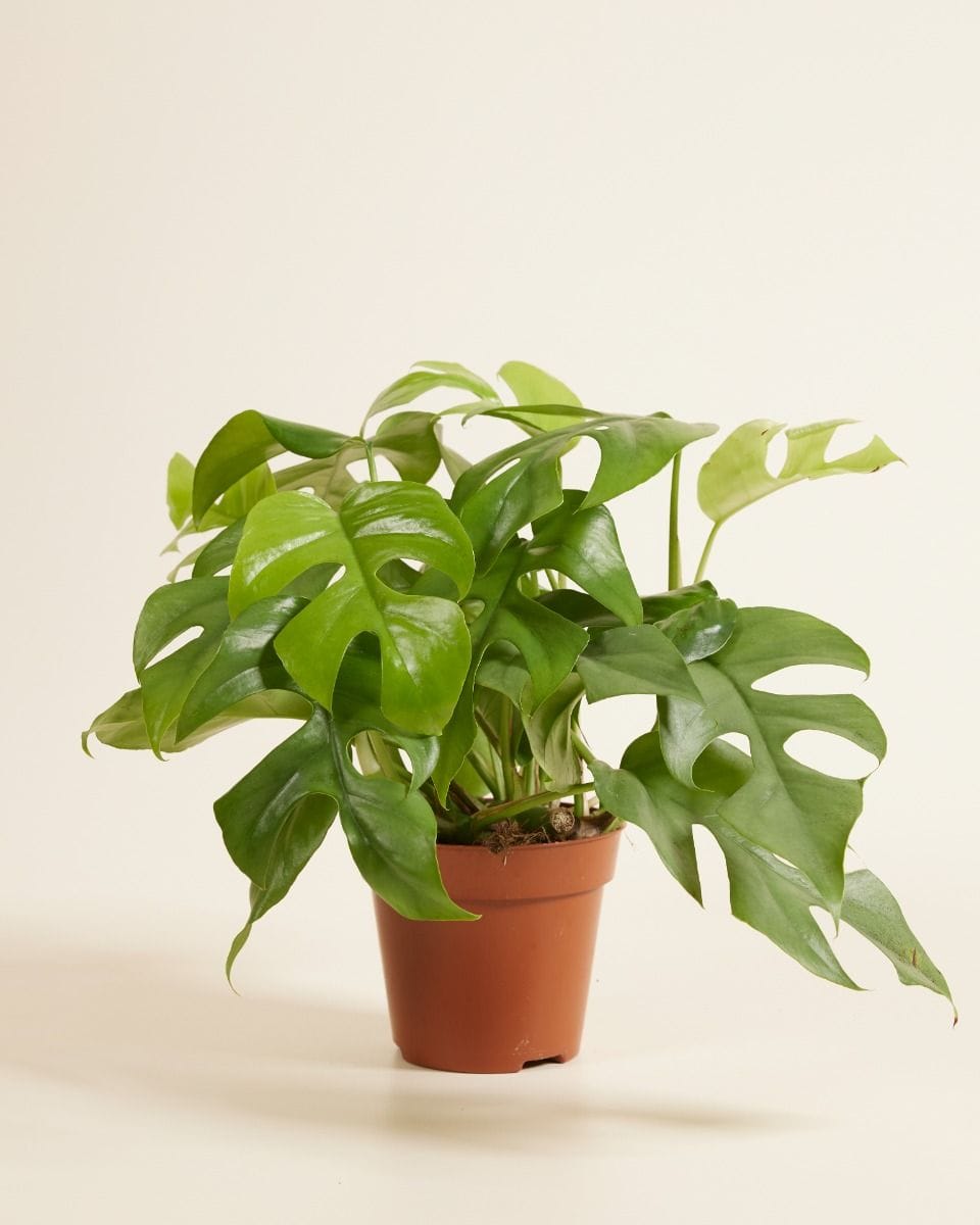 Rhaphidophora Tetrasperma Mini Monstera