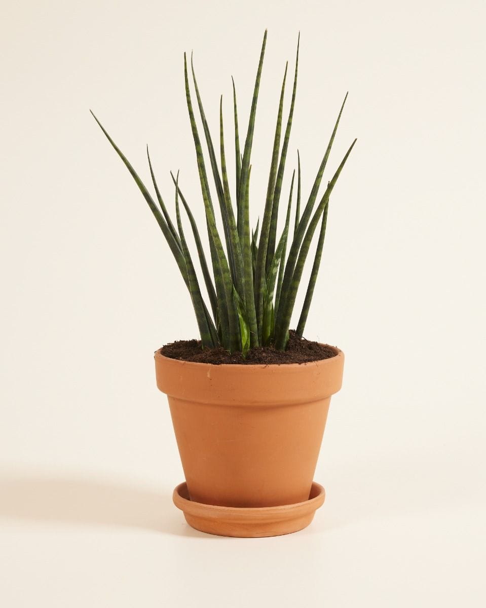 Sansevieria Snake plant Fernwood Mikado