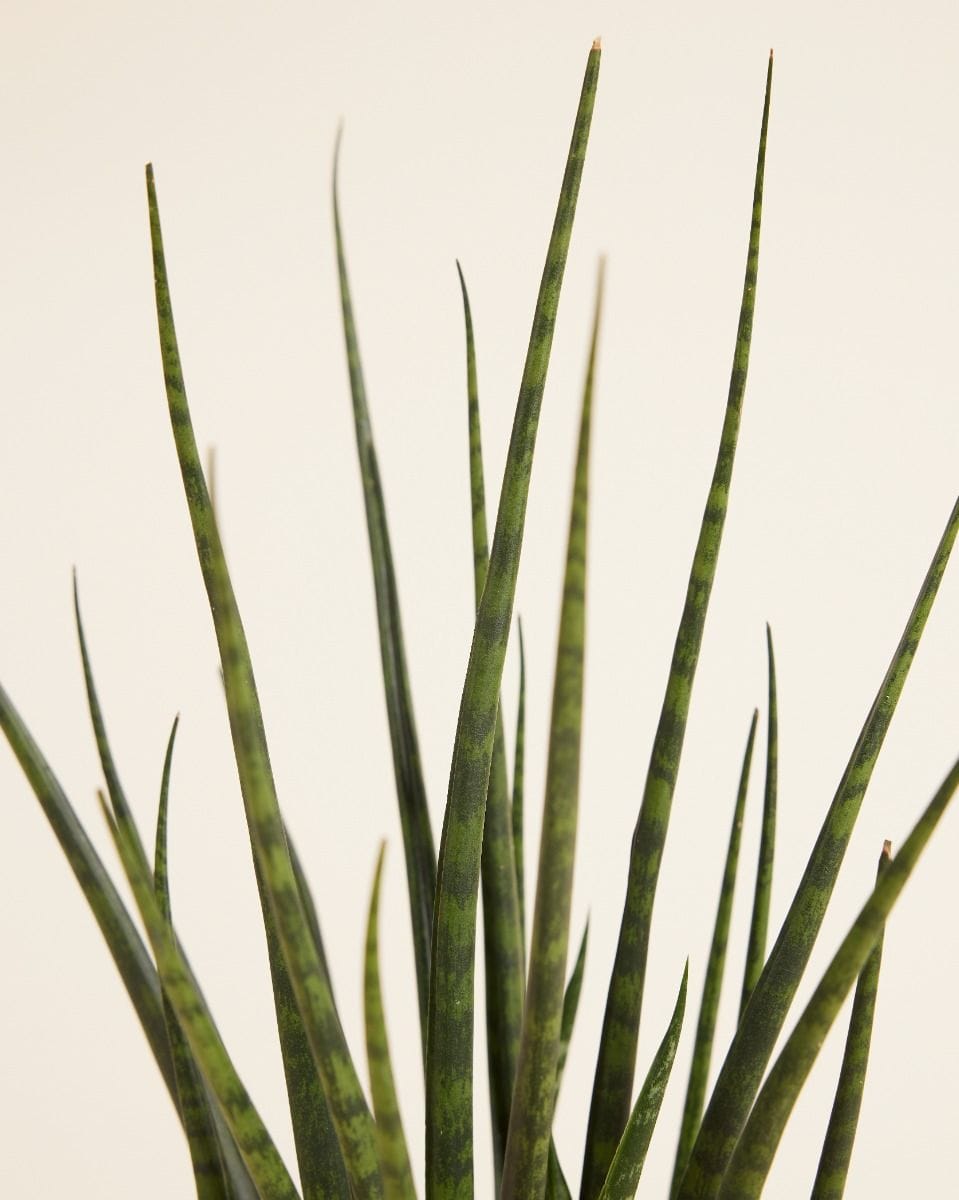 Sansevieria Snake plant Fernwood Mikado