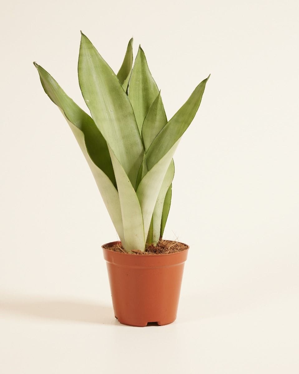 Sansevieria Trifasciata Moonshine Snake Plant
