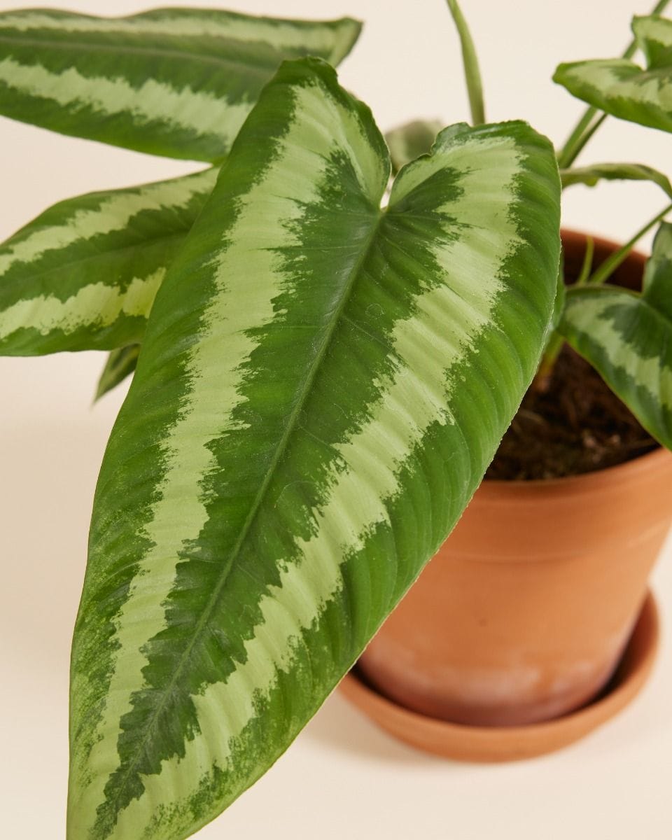 Schismatoglottis Wallichii
