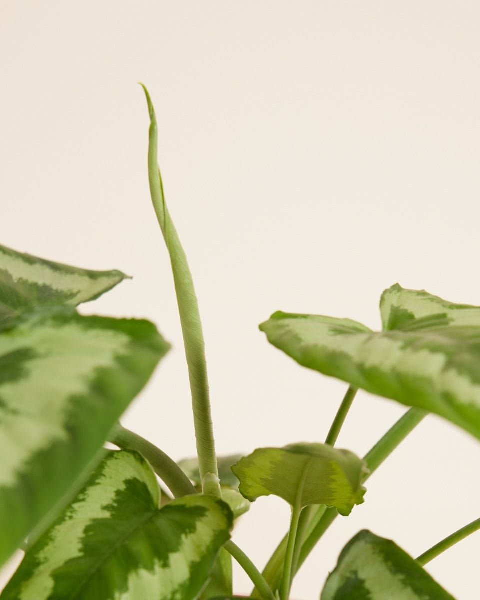 Schismatoglottis Wallichii