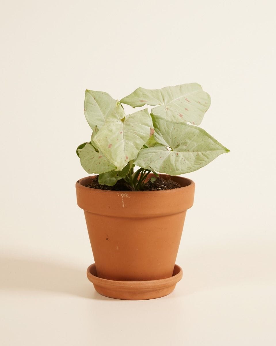 Syngonium Confetti