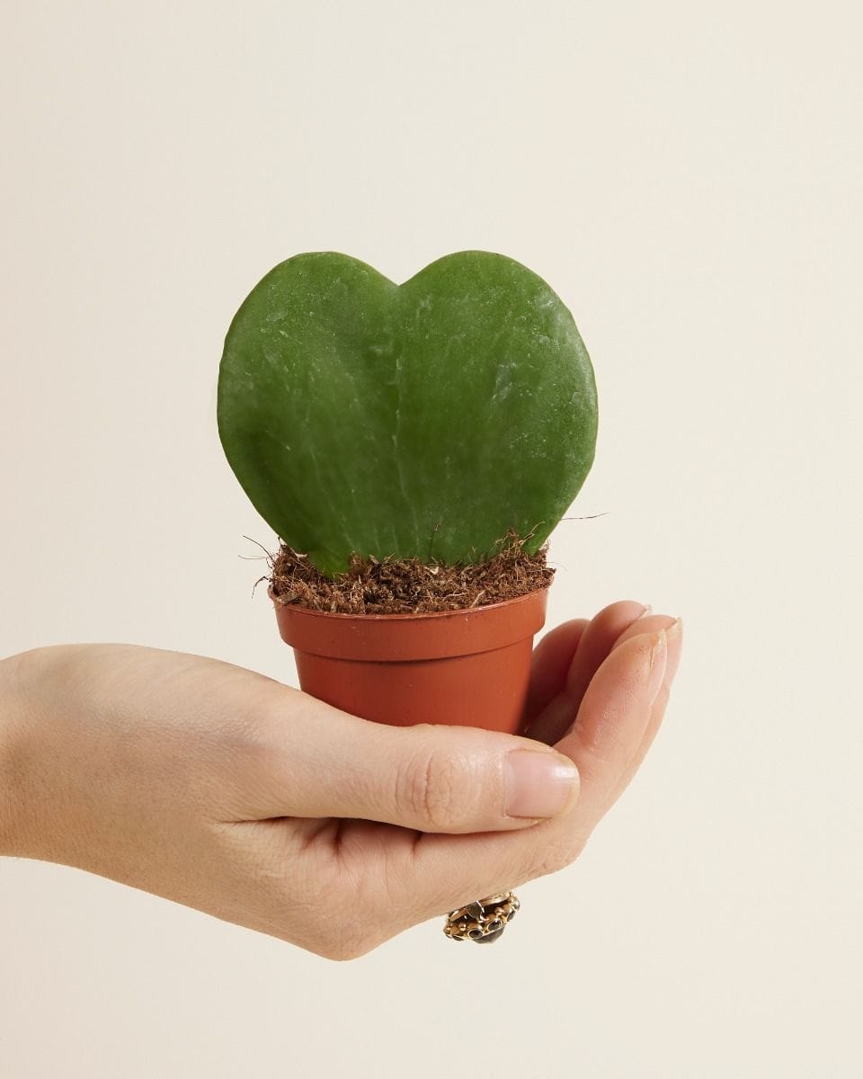 Baby Hoya Sweetheart plant Kerrii
