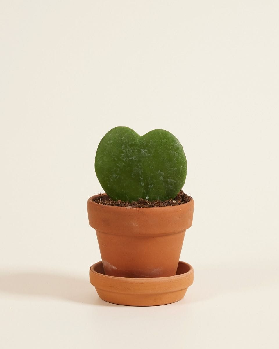 Baby Hoya Sweetheart plant Kerrii