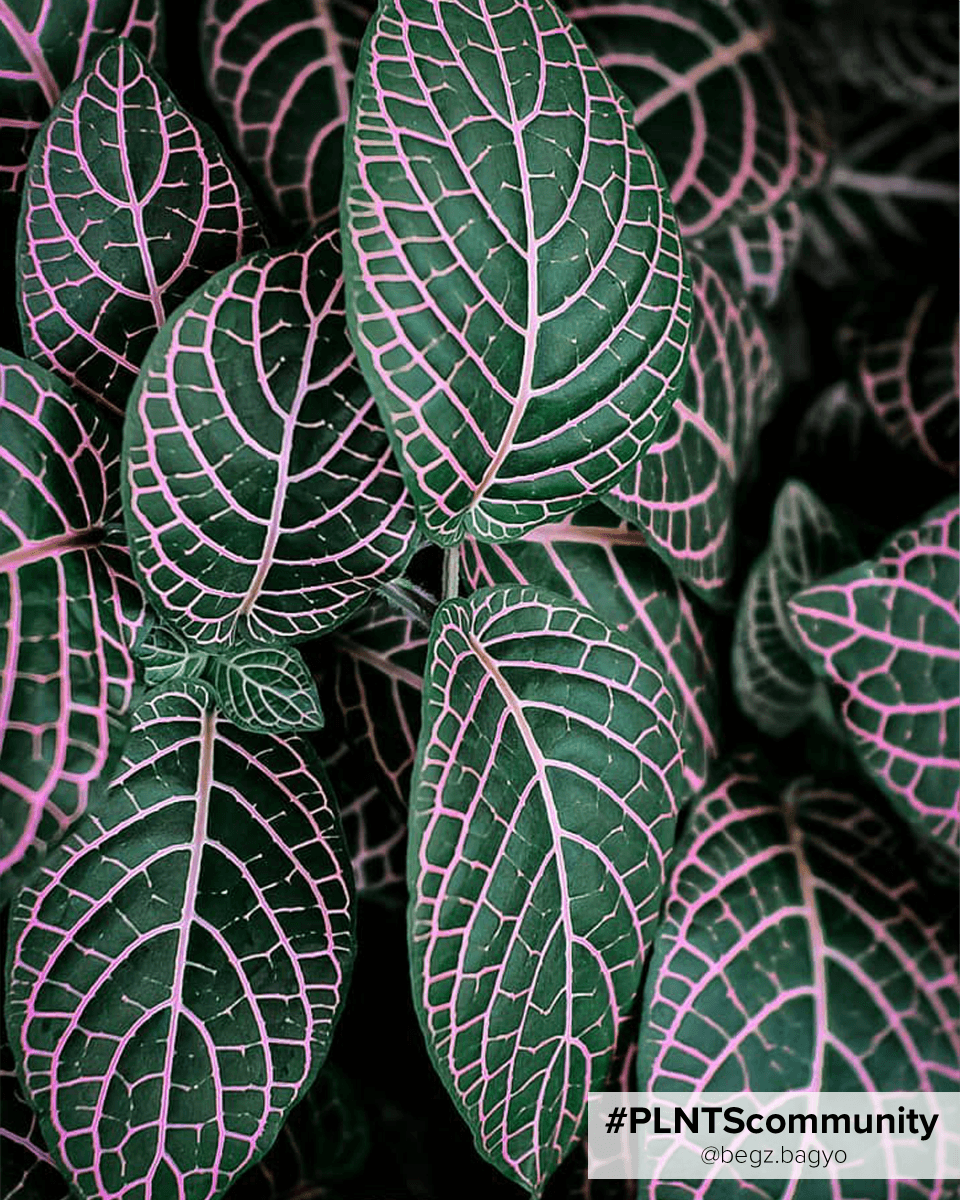 Bebé Fittonia Nerve plant Verschaffeltii Forest Flame