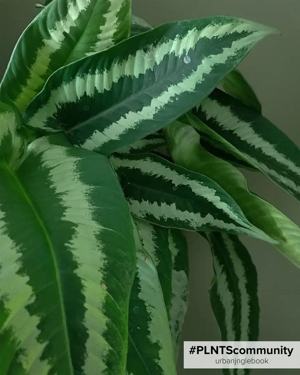 Schismatoglottis Wallichii